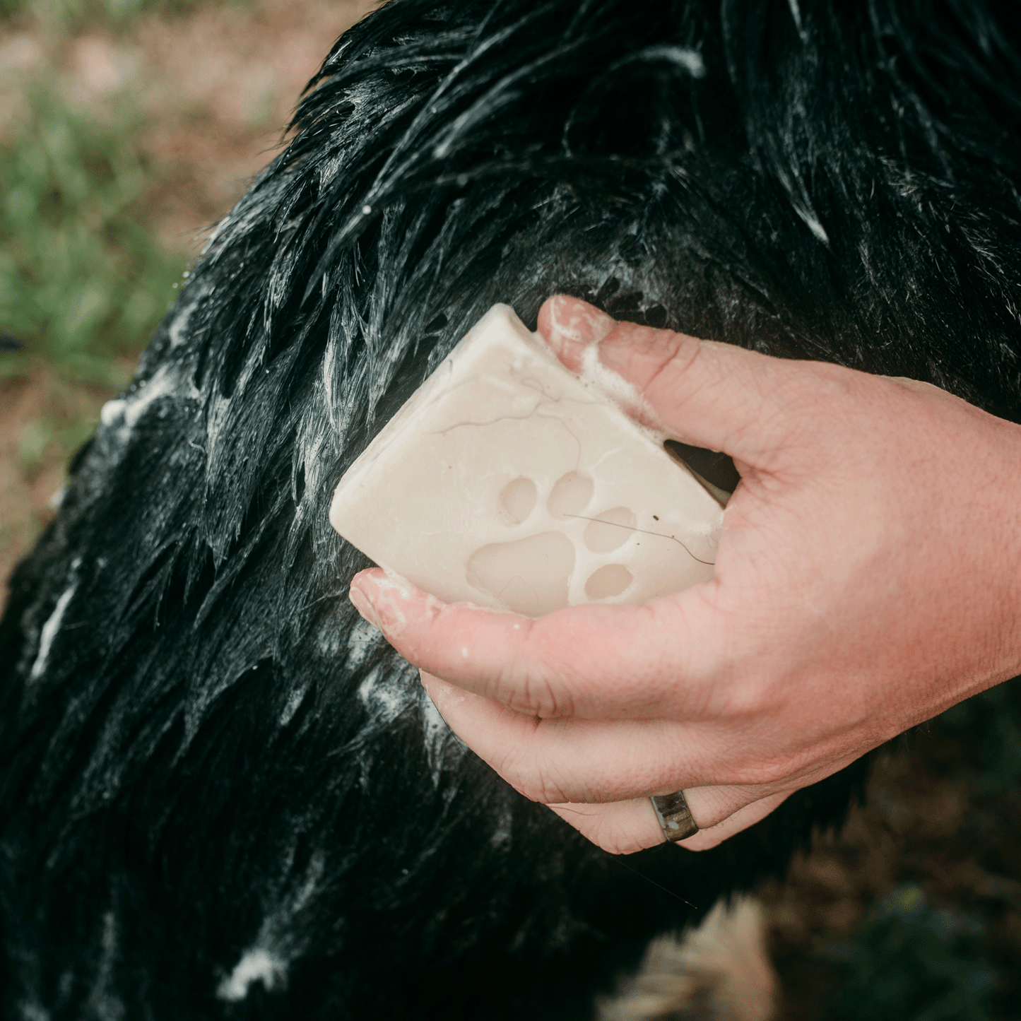 Pet Shampoo Bar