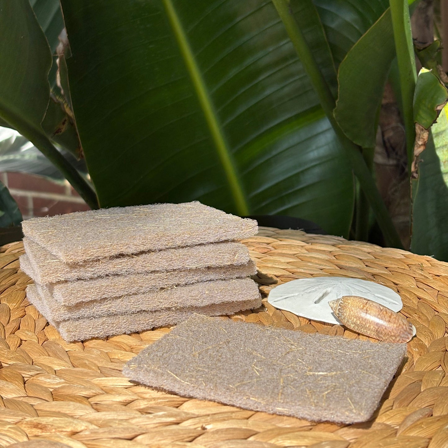 Coconut Scourer | 6 Pack