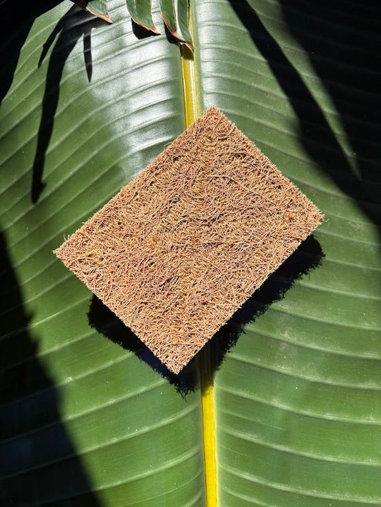 Biodegradable Coconut Kitchen Scourers | 5 Pack, Plastic Free